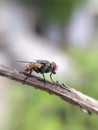 TheÃÂ houseflyÃÂ & x28;Musca domestica& x29; is a fly of the suborder Cyclorrhapha, green leaves to sit housefly